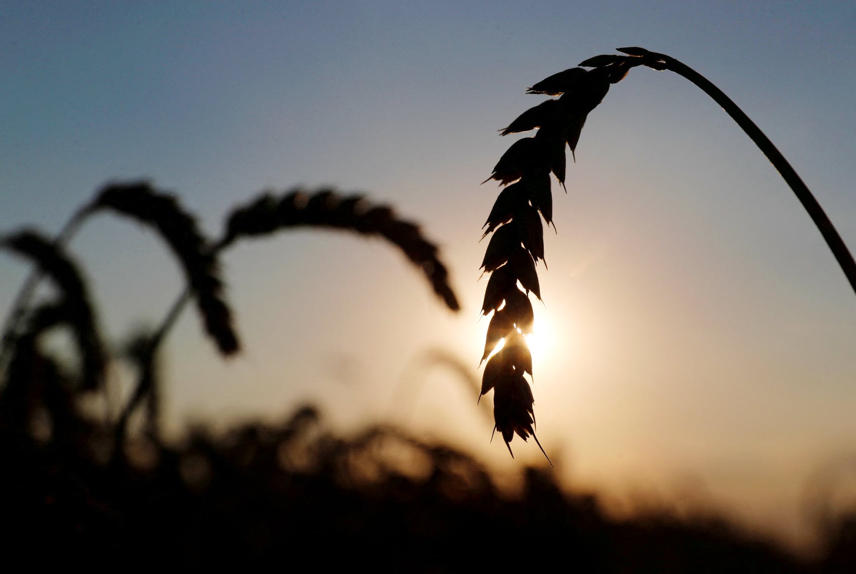 烏克蘭總統(tǒng)顧問說，俄烏戰(zhàn)爭可能會影響烏克蘭的農(nóng)作物出口