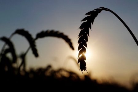 烏克蘭總理稱今年的糧食收成將比去年減少20%