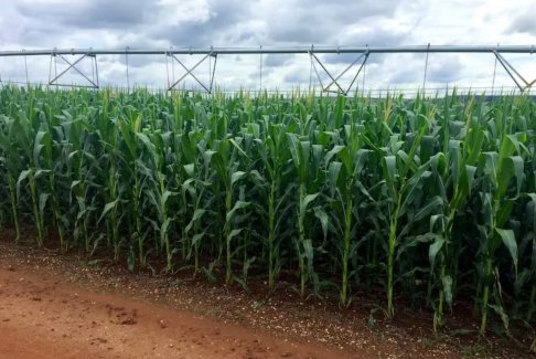 博爾索納羅盟友表示巴西農(nóng)業(yè)部門可以適應(yīng)盧拉的勝