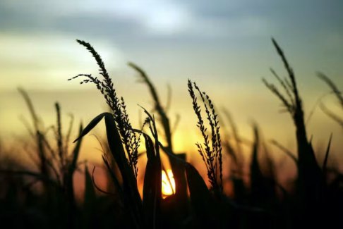 COP27：農(nóng)場(chǎng)氣候創(chuàng)新承諾翻倍至80億美元