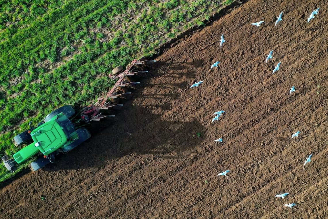 盡管糧食價格上漲 世界糧食指數(shù)10月下滑