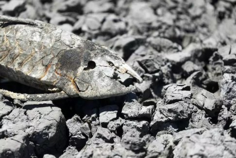 阿根廷遭遇幾十年來最嚴(yán)重干旱