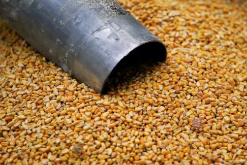 墨西哥表示將與美國就轉(zhuǎn)基因玉米達成協(xié)議