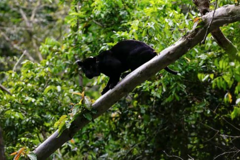 巴西總統(tǒng)盧拉呼吁法國總統(tǒng)馬克龍出席亞馬遜國家峰