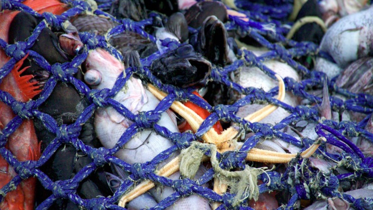 歐盟計(jì)劃限制破壞氣候的捕魚方法，塔斯曼海的底拖網(wǎng)會(huì)捕捉到不需要的副漁獲物。