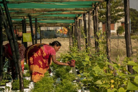 水上農(nóng)場(chǎng)正在改變印度水道上的生活