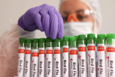 巴西調(diào)查了另外四起野生鳥類疑似禽流感病例