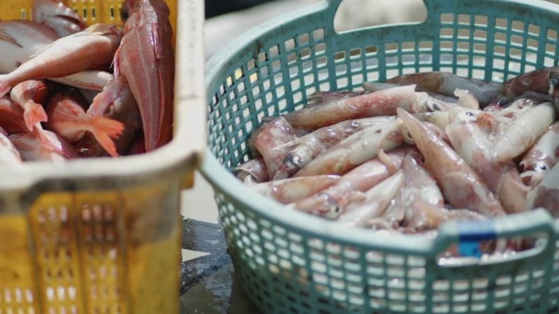 福島縣某漁港剛卸下的漁獲，福島縣漁民擔(dān)憂排放核廢水將延展地方漁業(yè)所遭受的污名。