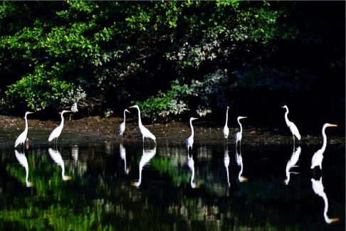 報(bào)告稱亞馬遜雨林破壞今年迄今急劇放緩