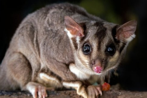 女子攜帶寵物蜜袋鼯飛機上逃脫導(dǎo)致航班延誤被拘留