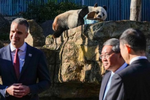 隨著中國與澳大利亞關(guān)系解凍 贈送2頭大熊貓