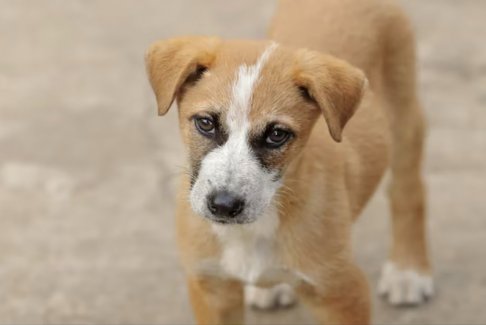 巴西的這些焦糖色街頭狗成為了國家象征