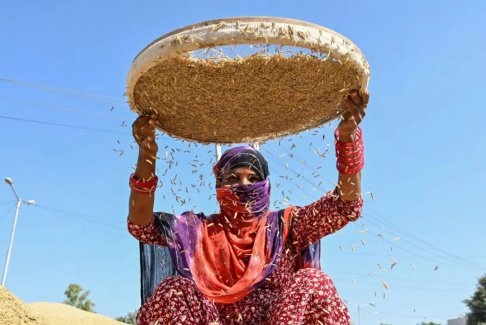 特朗普希望印度購買美國玉米