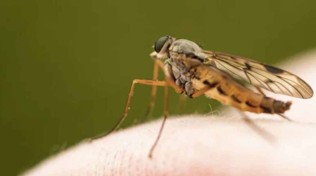 9歲澳大利亞女孩抓撓蚊蟲叮咬處后感染罕見病毒。