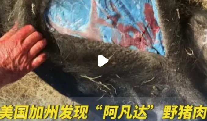 美國加州發(fā)現(xiàn)阿凡達色野豬肉