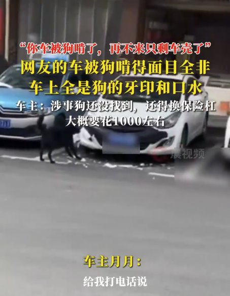 女子車停路邊被狗啃到面目全非