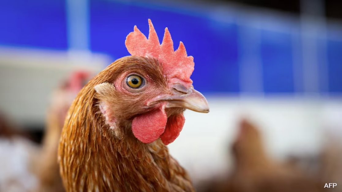 美國(guó)一名患者感染禽流感病毒，該病毒具有&ldquo;大流行潛力&rdquo;