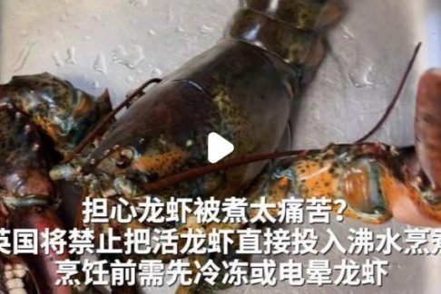 英國禁止將活龍蝦直接投入沸水烹煮