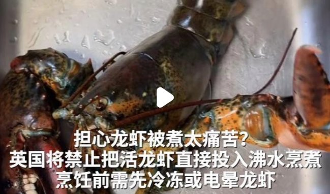 英國(guó)禁止將活龍蝦直接投入沸水烹煮