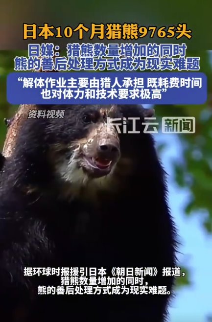 日本“熊尸圍城” 7個月捕殺9765頭