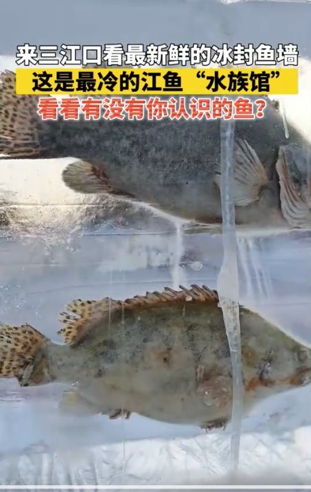 黑龍江景區(qū)現(xiàn)3米高&ldquo;冰封魚墻&rdquo;