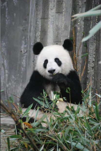 日本最后兩只熊貓即將返回中國
